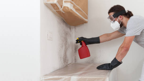 Professional Attic Mold Remediation technician working in Thornton, IL