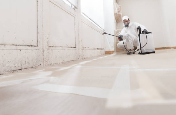 24/7 Emergency Attic Mold Remediation experts in Thornton, IL