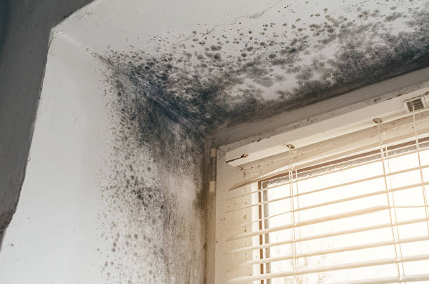 Affordable Attic Mold Remediation solutions in Thornton, IL
