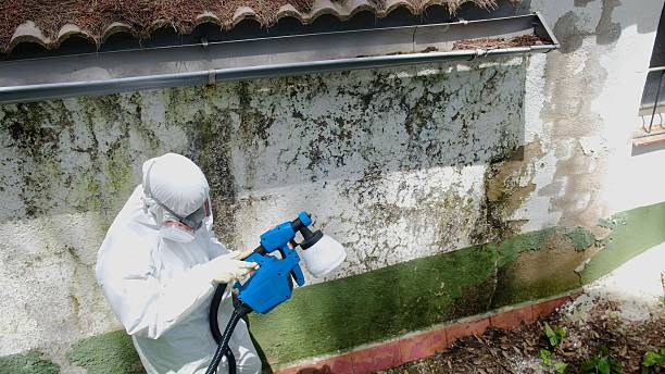 Top rated local Attic Mold Remediation specialists in Thornton, IL